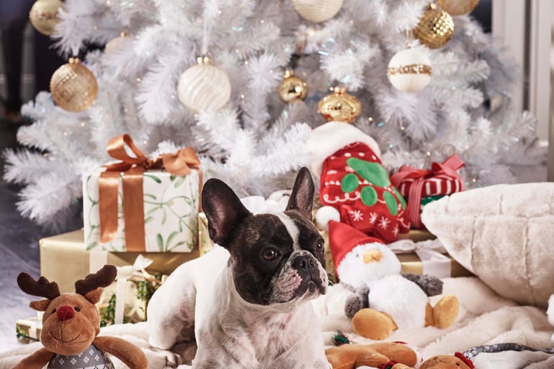 Dobbies says: White, cream and gold give this theme an Instagram feel and touch of celebrity glamour. A layered approach adds depth, interest and wow factor, with showstopping Christmas trees and lighting displays. Colour palette features Cannoli Cream and Antique Gold."
