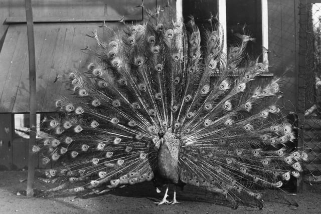 In 1962 visitors to Moor Park in Preston were treated to this magnificent display of plumage from this regal-looking peacock in the corporation aviary