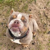 Breed: Bulldog (British)
Sex: Male
Age: 1 year 2 months