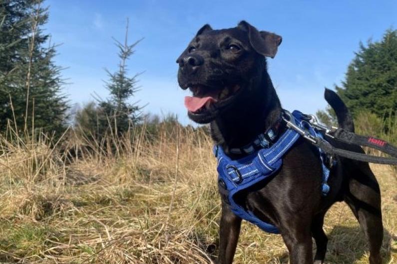 Two Patterdale Terriers were stolen in Lancashire in the past two years.
