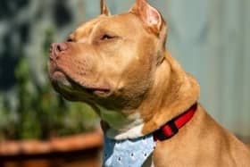 The RSPCA has highlighted the cruel practice of ear cropping on dogs, of which more than 1,100 canines have had the unnecessary procedure in the UK since 2020. Picture from the RSPCA.