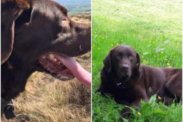 Alfie is a male Labrador retriever missing from his home in the Chipping area of Preston since October 2017. He is chocolate colours with a very small white patch on his chest. Other visible markings include a scar on his right side and a chipped tooth.