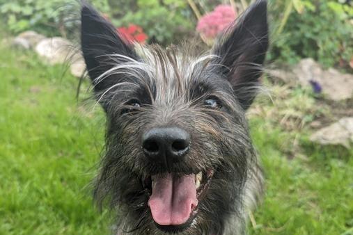 Bobby, Pom x Yorkie , male , two years 10 months old.