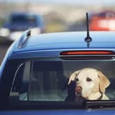Dogs left alone in a car on a hot day can quickly become dehydrated, develop heatstroke and even die