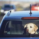 Dogs left alone in a car on a hot day can quickly become dehydrated, develop heatstroke and even die