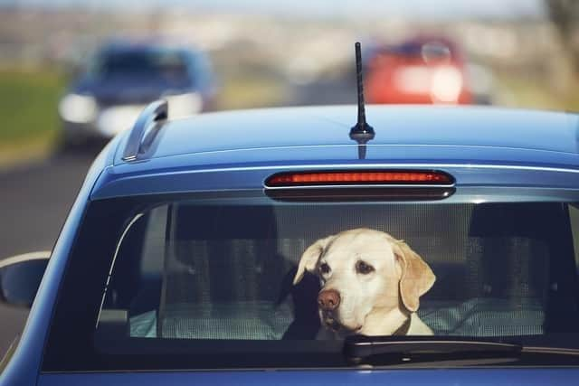 Dogs left alone in a car on a hot day can quickly become dehydrated, develop heatstroke and even die