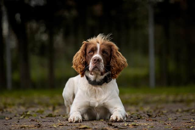 Retired police dog Cuzo