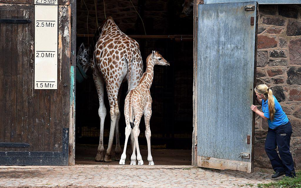 Chester Zoo has a keeper job vacancy and you could look