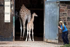 You could be Chester Zoo's next lead keeper.