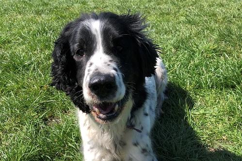 Stan, Springer Spaniel Crossbreed , male , 13 years 11 months old.
