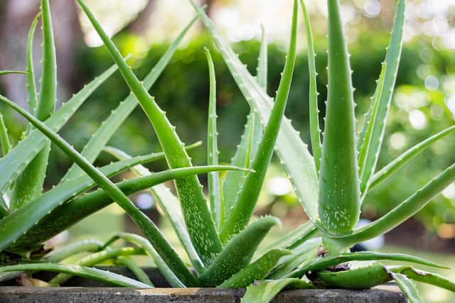 Aloe Vera Contains powerful antioxidants (photo: Adobe)