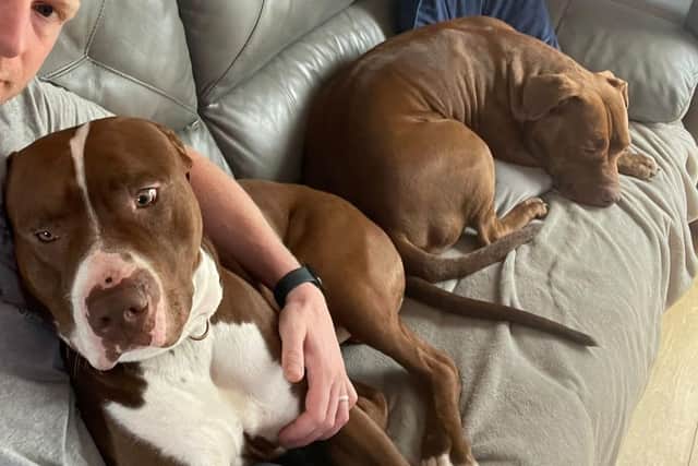 Hewie and Roxy cuddle up on the couch. Picture: Emma Pinder/SWNS