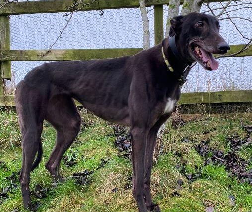 Ruby, Greyhound , female , four years one month old. Rose and Ruby are lovely, happy friendly girls who can’t wait to find a new home together.
