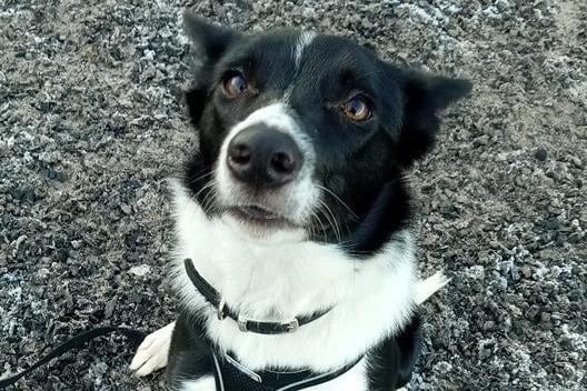 About  Luna...Luna is a young lady who is looking for an active home. She has been used to at least 2 hours of walking a day. She is a typical collie who is more interested in her ball then meeting new people.