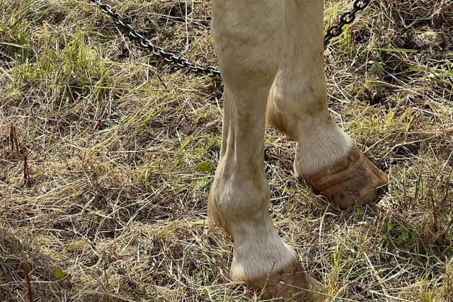 Passers-by claim they have had to help the horse whose hooves became entangled in chains