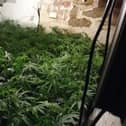 Albanian overlords hired 'gardener' to tend suburban cannabis farm