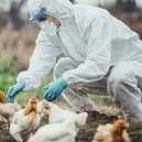 File photograph: Veterinarian examining chickens on a poultry farm for bird flu