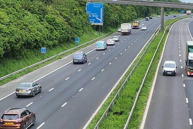 Cars whizz by as poor German Shepherd dog Yoda lays stranded in the grass on the central reservation of the M65 at Hapton