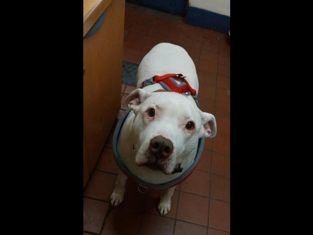 Bessie is an 11 year-old Staffordshire Bull cross who is looking for her forever home! She is currently on a diet plan due to being quite spoilt with food prior to arriving at the centre. Due to being an older girl, Bessie has unfortunately gone deaf, but this doesn’t for any reason stop her having that cheeky personality! She can live with children of a primary school age but no other dogs.