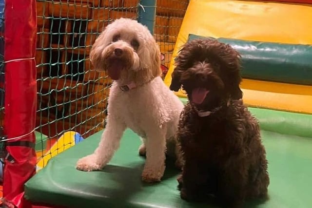 Furry friends that play together....