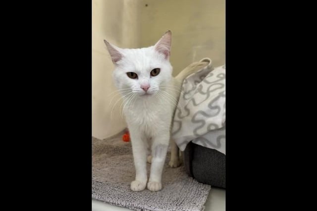 Say hello to beautiful one-year-old Carlos. He loves a fuss and meeting new people. The most suitable home for Carlos requires children over the age of eight who can give him the space he needs to first settle in, and he could potentially live with another calm cat.