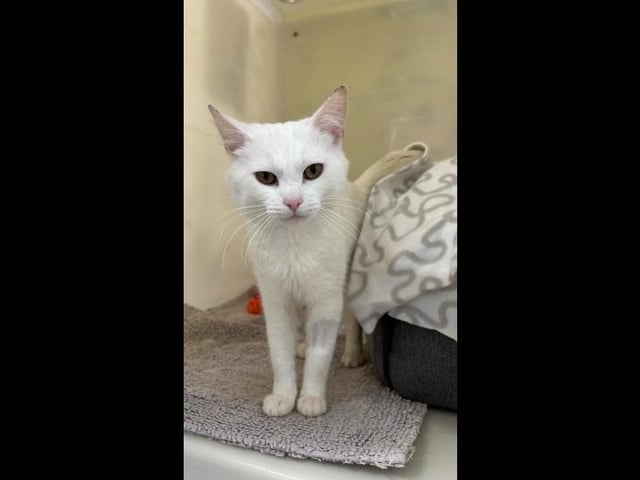 Say hello to beautiful one-year-old Carlos. He loves a fuss and meeting new people. The most suitable home for Carlos requires children over the age of eight who can give him the space he needs to first settle in, and he could potentially live with another calm cat.