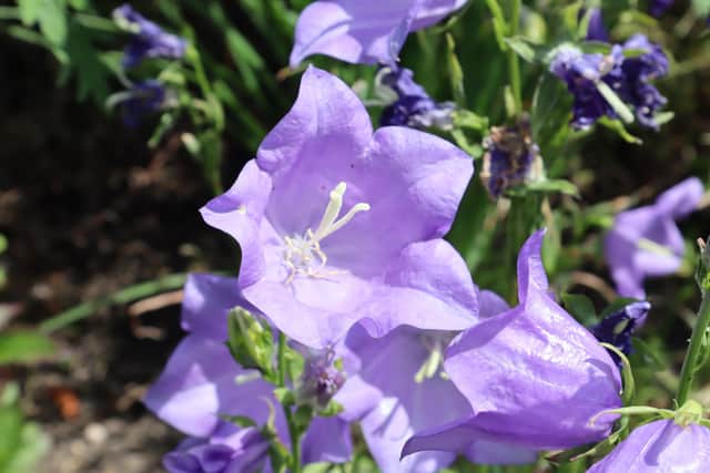 Plants in need of a National Plant Collection Holder include the Campanula persicifolia 'Takion Blue' bellflowers
