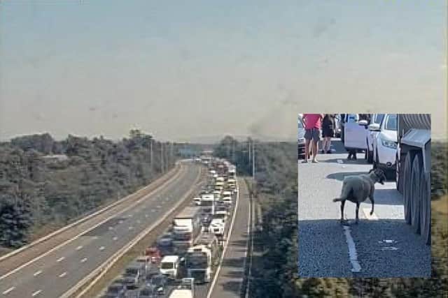 A cattle truck carrying sheep overturned following a collision between Preston and Lancaster (Credit: National Highways/ @dangermouse2)