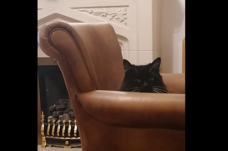 From Marie Dixon - My cat would have headed straight for the bosses chair!