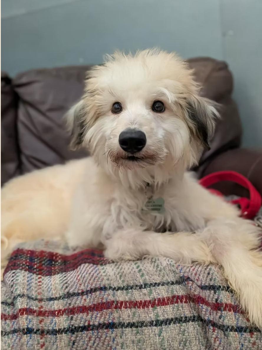 Meet some adorable animals at the RSPCA Preston in need of loving homes