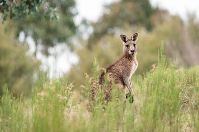 E-visas for Australia, your questions answered