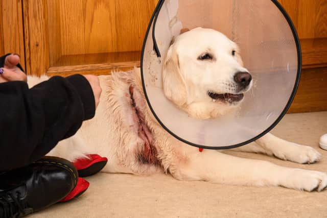 Maisie was attacked by another dog whilst out for a walk with her owner Vanessa Alvarez. Photo: Kelvin Stuttard