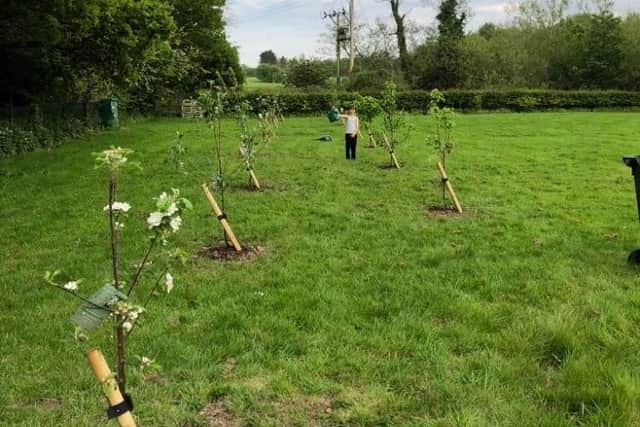 Fox planted trees in the school garden.