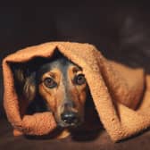 Dogs can get very stressed on bonfire night due to the loud noise from fireworks