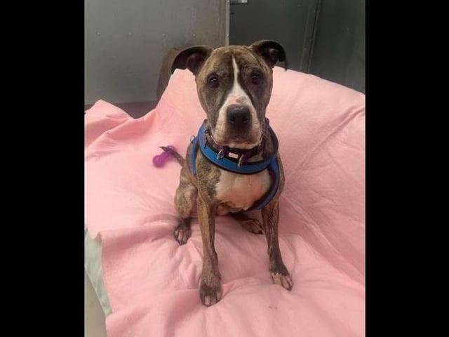 Tess is a beautiful seven-year-old Mastiff cross. She is a lovely girl who takes everything in her stride and isn't fazed by new surroundings but will sometimes be unsure of new people, but not for long at all. Despite her age she is a very spritely girl who loves to be running about burning off some energy, if not chilling in her bed watching the staff working around her. Tess is looking for a home with no other animals and can be rehomed with children aged 12 and above.
