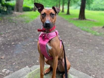 Meet Annie - a beautiful two-year-old Whippet cross. She absolutely loves cuddles and attention and will come to you and very gently ask for fuss once she knows you.Annie loves her food and responds well to training, but she loves toys, even more than treats! Her favourite is a ball. She is not too keen on bad weather and lives for sunny days. She would prefer an adult-only home with no other pets.