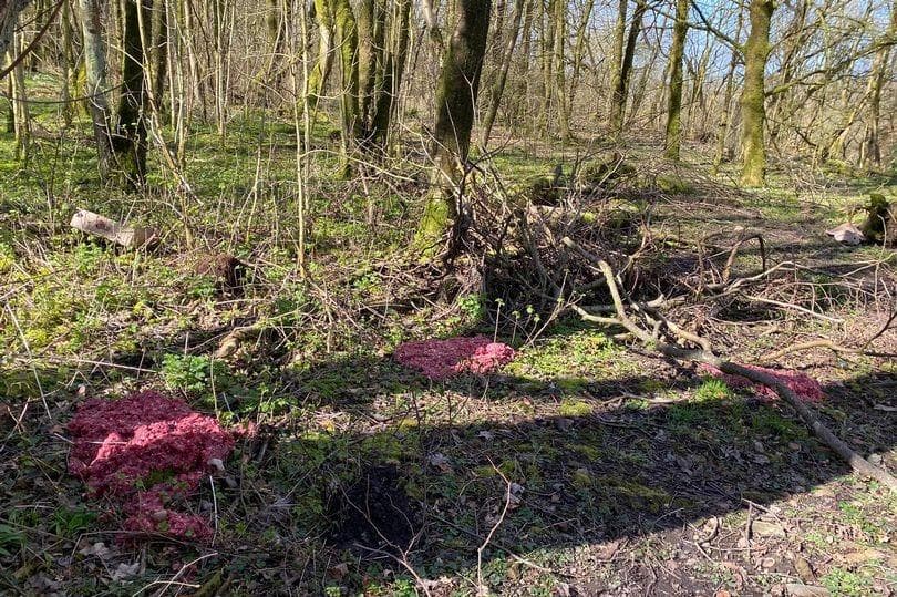 Grim mystery surrounds piles of rancid meat found dumped in parks and woodlands