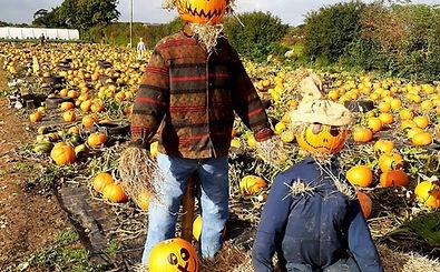 The popular, family run farm shop and garden centre in Garstang is opening its own pumpkin picking event again this October. Bookings can be made online viahttps://www.bradshawsfarmshop.co.uk/book-online with bookings being accepted per vehicle with a £2.50 booking fee. The event takes place every day from October 1 to 29, and bookings are for 45 minutes.