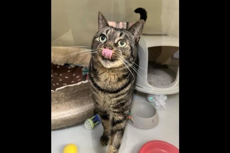 Gromit is a three-year-old male Tabby who has managed to charm many at the RSPCA. He is a friendly boy and loves nothing than having some fuss and attention from anyone! He would currently suit being the only cat in the home whilst he comes out of his shell more, with cat savvy children primary school age and above.
