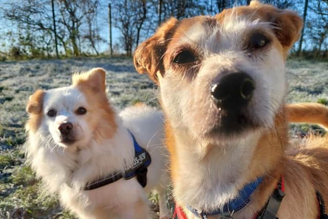 Despite several appeals, the canine companions - who must be rehomed together - have yet to find their forever home and are now the longest-staying dogs at the RSPCA animal centre in Huncoat near Accrington