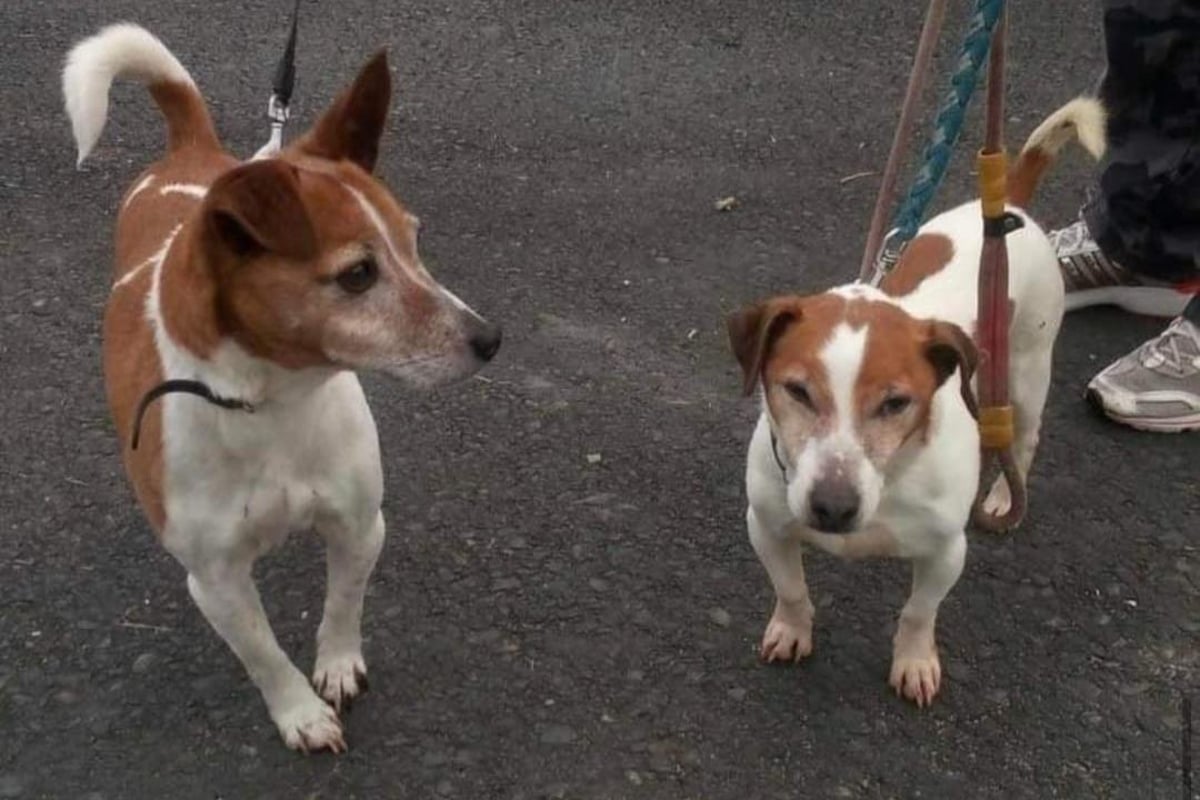 Ex-charity boss speaks out after 'no-kill' animal sanctuary puts down two healthy dogs
