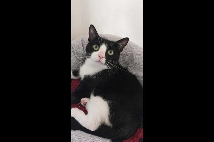 Say hello to four-year-old Chief - a lovely black and white domestic short hair. He can be unsure with meeting new people. However, once he gets to know you, he really is a sweetheart. Chief will let you give him and ear and chin scratches, he will even bop his head into your hand for more if he feels comfortable. Given his shyness and his need for space where necessary, he is best in a home where children are 14+ and can be rehomed with another cat as long as they are calm and not too boisterous.