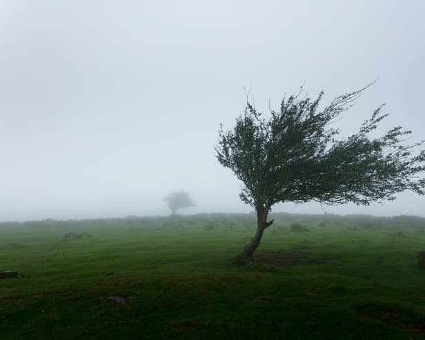 Yellow weather warning of wind in place across Lancashire on Saturday, December 9. Photo by Khamkéo Vilaysing on Unsplash