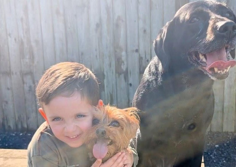 Rosie the seven-year-old Labrador and Heidi who's 12...plus a two year old toddler!