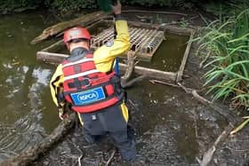 The four stricken ducklings were rescued after they were swept through a gap in a storm drain cover on a pond at Moor Park on Friday, July 8. Pic credit: RSPCA