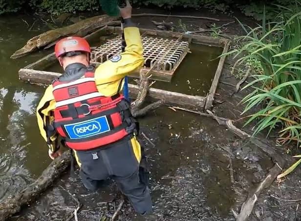 The four stricken ducklings were rescued after they were swept through a gap in a storm drain cover on a pond at Moor Park on Friday, July 8. Pic credit: RSPCA