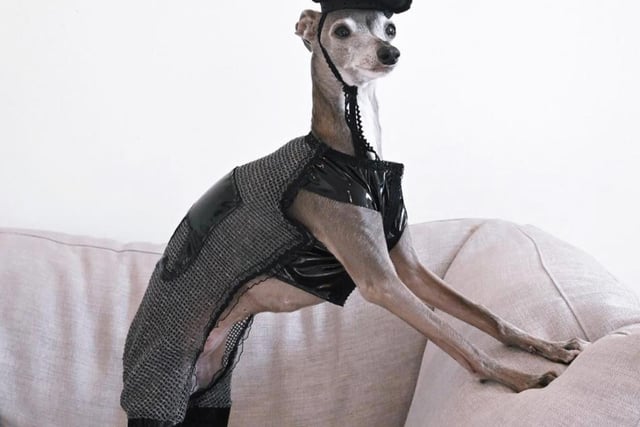 In the final top ten spot, the mega-popular Italian Greyhound, Tika, of Montreal, has 1.2 million followers. This means she can earn up to £8,900 per Instagram post, a pretty good haul for a pooch