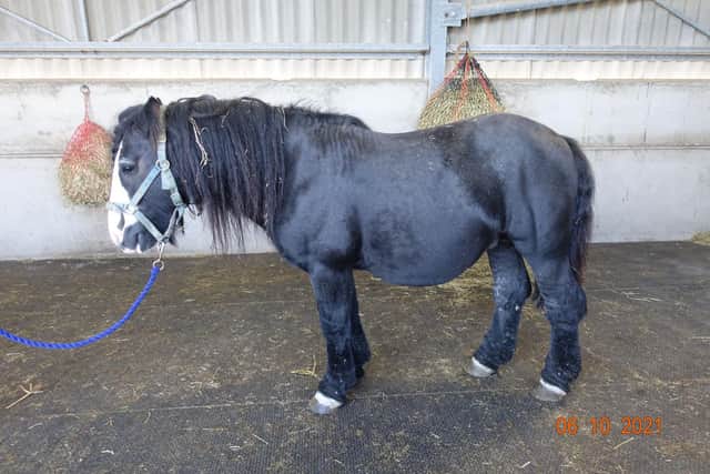 A Preston man who failed to seek adequate treatment for his horse’s chronic leg condition has been found guilty of animal welfare offences (Credit: RSPCA)