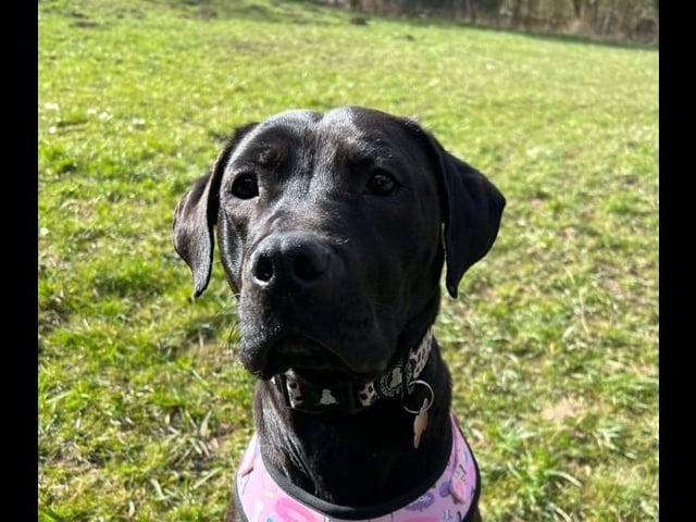 Luna is young energetic two-year-old black Labrador Cane Corso cross who is described as 'very friendly and affectionate'. She can live with children over 12 and no other pets.