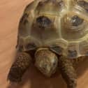 Regee the tortoise.  Photo: Anchor Hanover Group